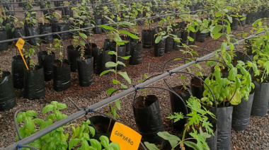 El Cabildo de Fuerteventura pone en marcha una nueva campaña de venta de frutales a precio reducido