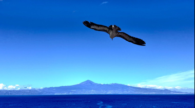 El Cabildo de La Gomera activa la campaña de la pardela cenicienta para reducir el impacto lumínico en zonas costeras