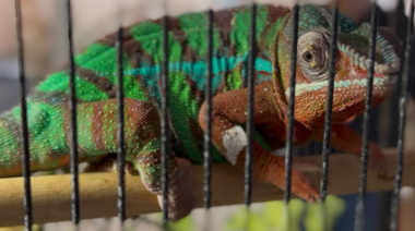 Arona dispone de un servicio especializado para atender incidencias con fauna exótica