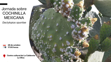 El Cabildo de Fuerteventura imparte una jornada informativa sobre la cochinilla mexicana