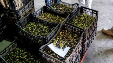El Cabildo de Fuerteventura finaliza este viernes la campaña de producción de aceite tras procesar 149.000 kilogramos de aceituna