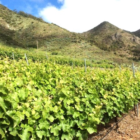 El ICIA se asocia con la Plataforma Tecnológica del Vino para impulsar la investigación en el sector vitivinícola