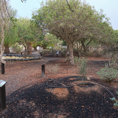 El Cabildo de Fuerteventura impulsa la conservación de ecosistemas terrestres con un proyecto de restauración ambiental