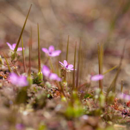 Gran Canaria se suma al V Biomaratón de Flora Española con rutas botánicas en espacios naturales protegidos