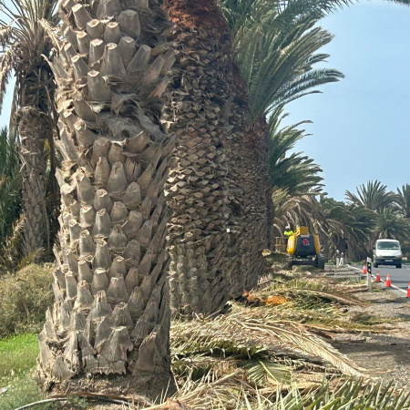El Cabildo de Fuerteventura poda y sana las 220 palmeras de la entrada a Gran Tarajal