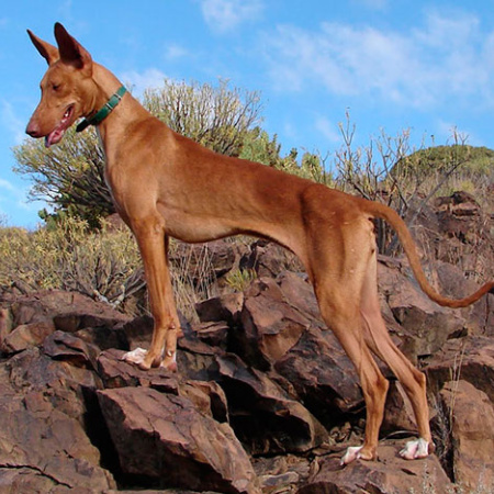 Fuerteventura abre los campos de entrenamiento para perros de caza