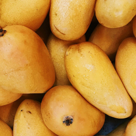 Mogán promueve la introducción de la variedad de mango Ataúlfo con la entrega de 100 plantones