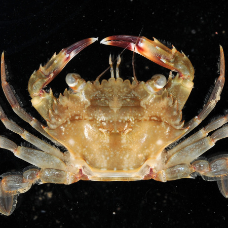 Detectan microplásticos en más de la mitad de los cangrejos invasores Cronius ruber en playas de Gran Canaria