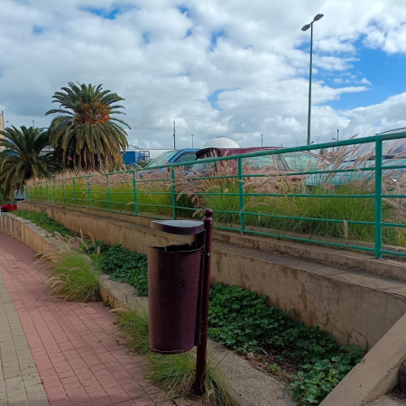 La ACBC reclama el control del rabogato, especie invasora, en aceras y espacios públicos de Las Palmas de Gran Canaria