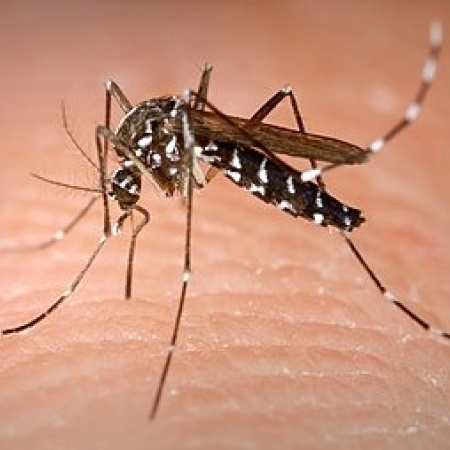 Sanidad da por cerrado el episodio por detección de Aedes albopictus en un barrio de Santa Cruz de Tenerife