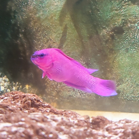 Una investigación de ECOAQUA aporta soluciones innovadoras para los acuarios públicos