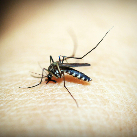 Las alergias cutáneas, alimentarias y por picaduras de insectos son las reinas del verano