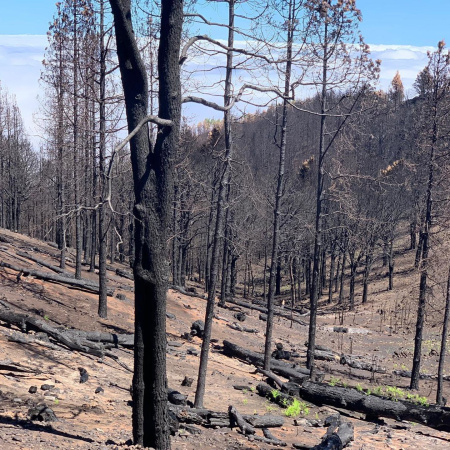 Declaran en alerta por riesgo de incendios a Gran Canaria a partir del martes
