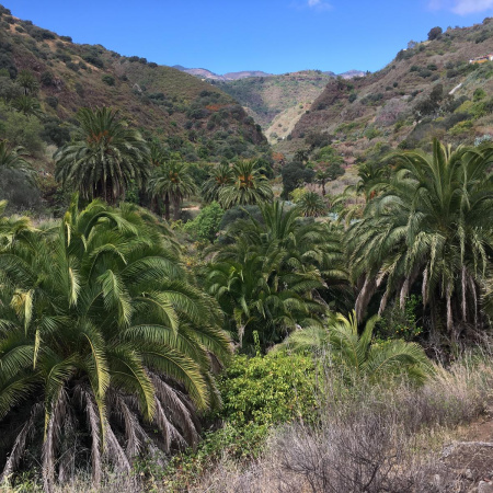 Gran Canaria amplia las fuentes semilleras de palmera canaria para la obtención de semillas con calidad genética