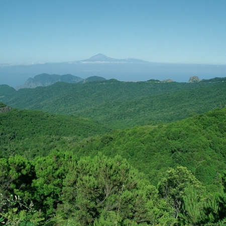Canarias destina 587.800 euros a proyectos sostenibles de conservación de la biodiversidad en parques nacionales