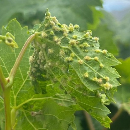 Canarias prohibirá el movimiento de material vegetal entre islas tras el foco de filoxera de la vid de Tenerife