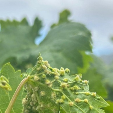 La Gomera difunde información entre sus viticultores frente a la filoxera de la vid tras su detección en Tenerife