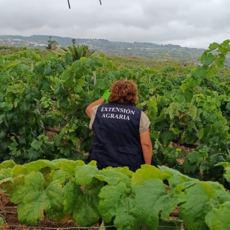Un equipo de 22 agentes de Extensión Agraria del Cabildo trabaja para el control de la filoxera en Tenerife