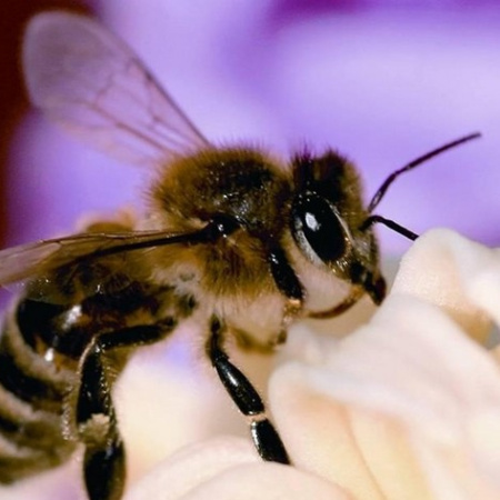 El Gobierno canario concede 543.000 euros en ayudas POSEI a la producción de miel de raza autóctona de abeja negra
