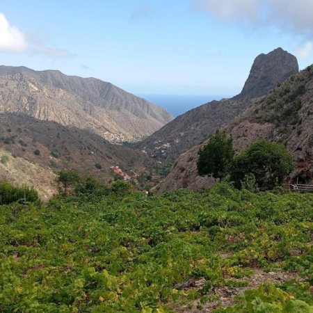 El Cabildo de La Gomera convoca una reunión con el sector vitivinícola y bodeguero para abordar la actualidad de la filoxera