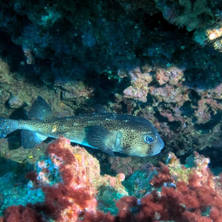 El proyecto AMPLIA organiza 4 talleres para definir una propuesta colectiva de ampliación y ordenación futura del espacio marino de las Reservas de la Biosfera de las islas orientales