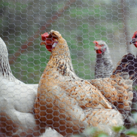 El Gobierno central extiende el confinamiento de las aves de corral criadas al aire libre también a toda Canarias