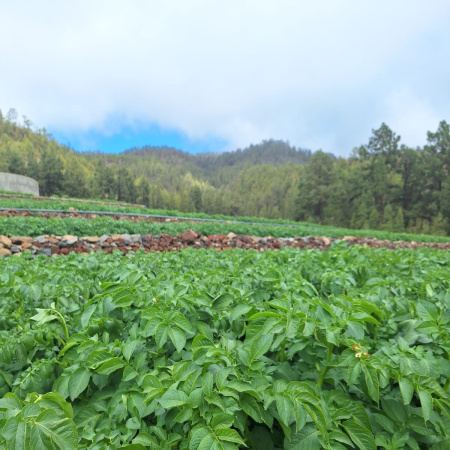El Cabildo pone en marcha un proyecto para valorizar el cultivo de la papa en Tenerife