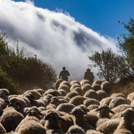 El Cabildo adjudica a 34 familias ganaderas la gestión de 2.269 hectáreas con “ovejas y cabras bombero” para prevenir incendios forestales en Gran Canaria