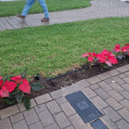 Arucas condena los actos vandálicos contra la decoración navideña y las flores de Pascua en varios distritos