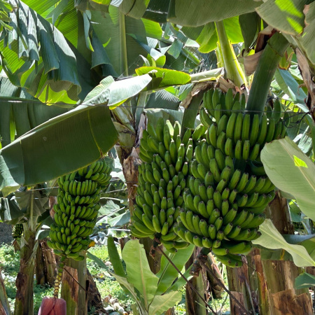 El Gobierno de Canarias abona el primer pago de la ayuda del POSEI al plátano