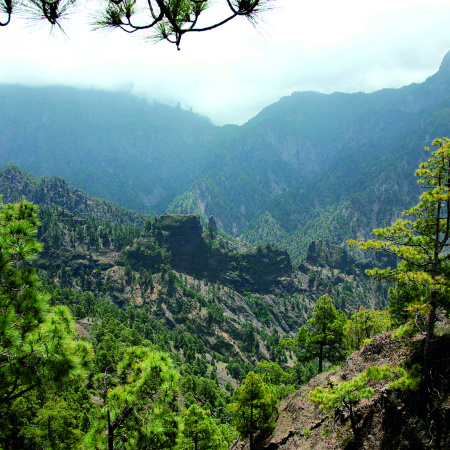 Transición Ecológica mantiene abierta la consulta pública del anteproyecto de la Ley de Montes de Canarias