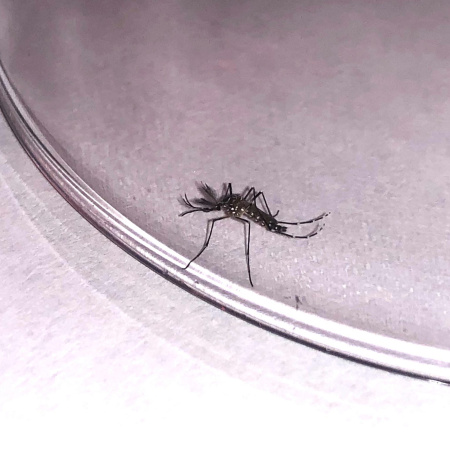 Sanidad informa de una nueva detección de Aedes aegypti en el Puerto de Santa Cruz de Tenerife