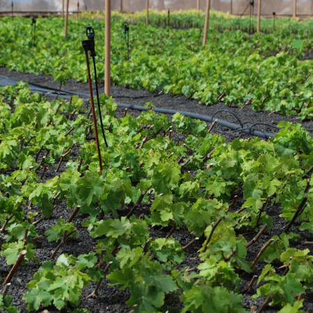 El Cabildo de Lanzarote comienza la campaña de estaquillado de viña 2026