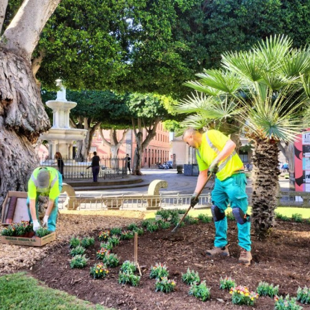 La Laguna añade color a sus espacios ajardinados con una nueva plantación de flores de temporada