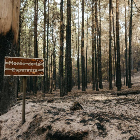 El Cabildo de Tenerife impulsa la regeneración de la pinocha dentro del Plan Bianual de Aprovechamientos Forestales 2026-2027