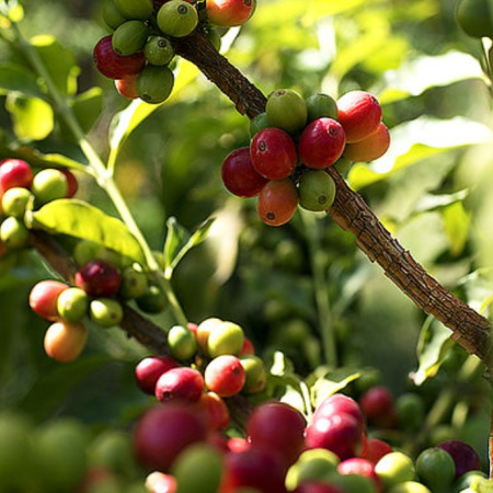 Agaete forma en el cultivo de café para impulsar sus fincas y el agroturismo