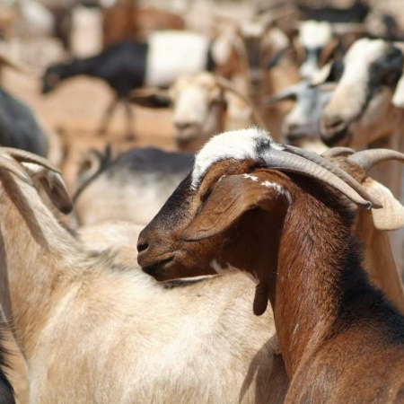El Gobierno de Canarias concede 7,9M€ en ayudas del POSEI a queserías y a la producción de leche de caprino y ovino