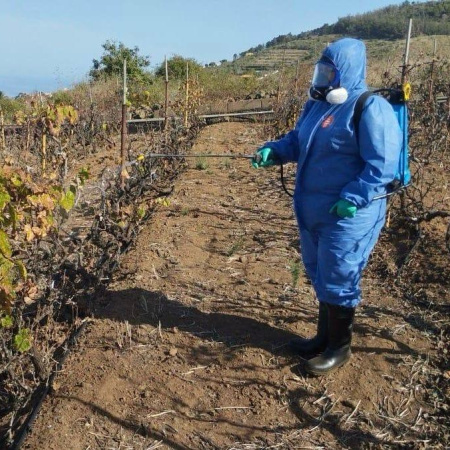 Agricultura da continuidad a los trabajos de control y erradicación de la filoxera con una inversión de 1,1M€