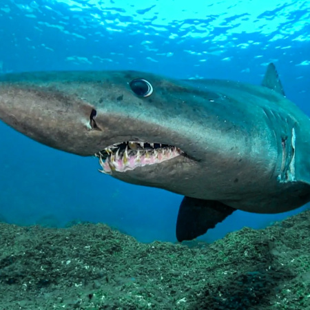 ECOAQUA lanza un proyecto para minimizar la pesca accidental de especies sensibles como tiburones o rayas