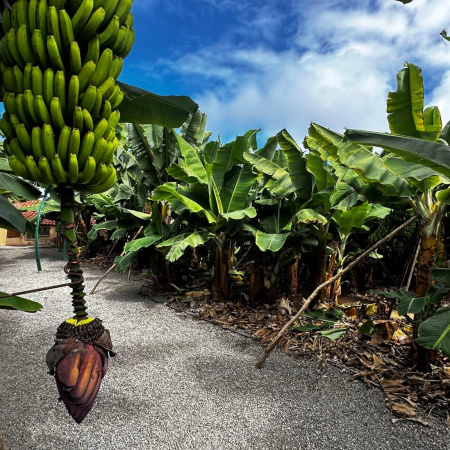 El precio unitario del seguro del plátano sube más de un 15 % tras dos décadas sin cambios