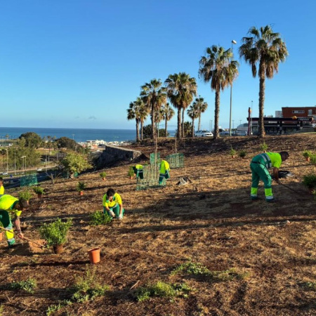 Parques y Jardines de Las Palmas de Gran Canaria rehabilita la ladera de La Minilla con una apuesta por el arbolado urbano sostenible