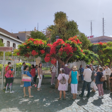 Santa Cruz organiza una nueva edición de rutas guiadas para conocer sus árboles singulares