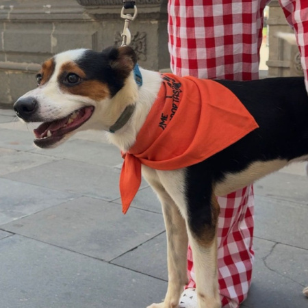 Las Palmas de Gran Canaria refuerza el bienestar animal con 380 esterilizaciones felinas y 33 adopciones en el primer trimestre de 2026