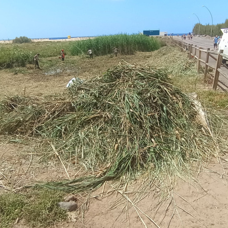 El Cabildo de Fuerteventura actúa con contundencia sobre el carrizo invasor de El Saladar de Jandía con el respaldo de la Unión Europea