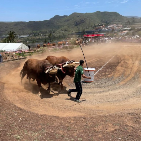 La Casa de Carta acoge la 28 edición del tradicional arrastre de ganado de las Fiestas de San Isidro de Valle de Guerra