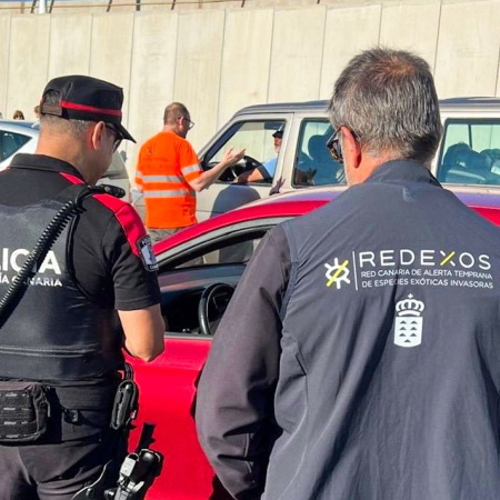 La Policía Autonómica colabora para frenar la expansión de la culebra real de California en Gran Canaria