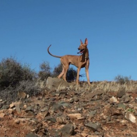 El Cabildo de Fuerteventura abre los campos de entrenamiento para perros de caza a partir de este 17 de mayo
