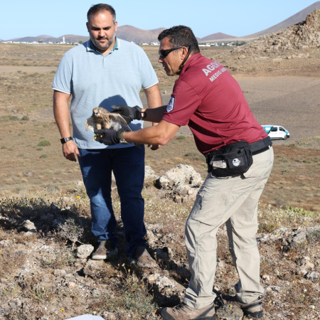 El Cabildo coordina la recuperación de fauna silvestre herida en distintos puntos de Lanzarote