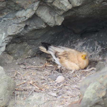 El Cabildo de Fuerteventura agradece la actitud ejemplar de la ciudadanía durante el periodo de reproducción de fauna silvestre