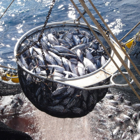 Canarias, tercera comunidad donde no se descarta comprar atún pescado en condiciones laborales precarias